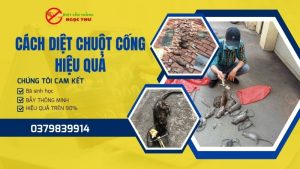 Cách diệt chuột cống hiệu quả
