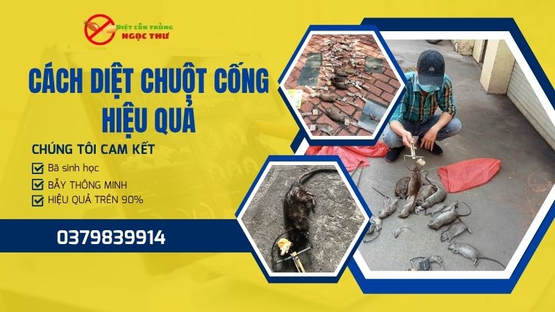 Cách Diệt Chuột Cống Hiệu Quả: Hướng Dẫn Chuyên Sâu Từ Ngọc Thư 1 Cách diệt chuột cống hiệu quả