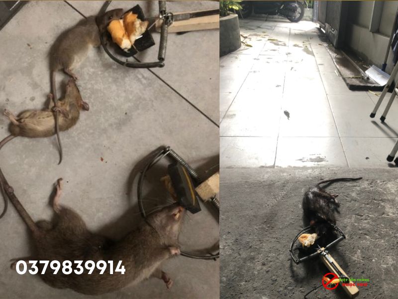 Cách Diệt Chuột Cống Hiệu Quả: Hướng Dẫn Chuyên Sâu Từ Ngọc Thư 4 Sử dụng bẫy cơ học để bắt chuột cống