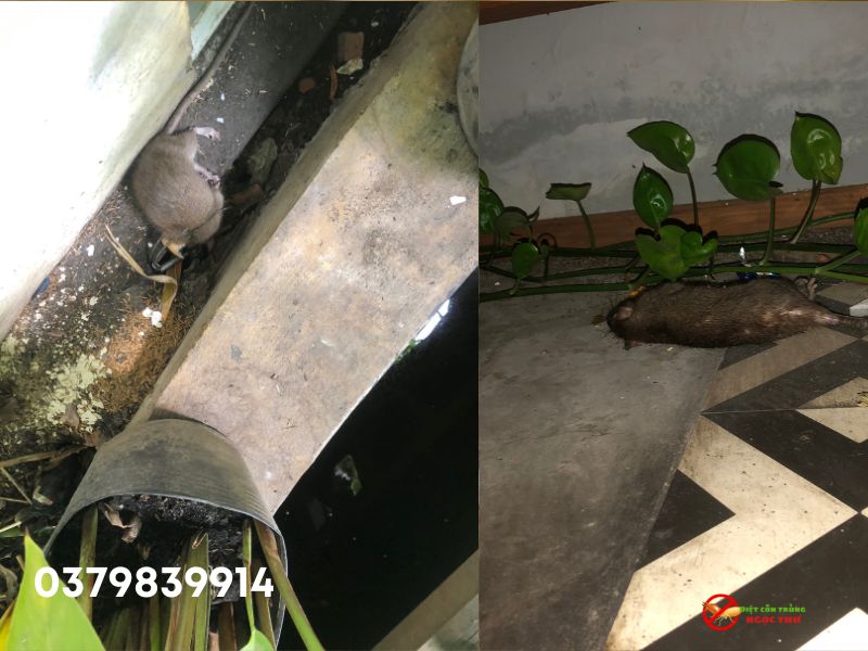 Cách Diệt Chuột Cống Hiệu Quả: Hướng Dẫn Chuyên Sâu Từ Ngọc Thư 3 Dấu hiệu nhận biết chuột cống trong nhà