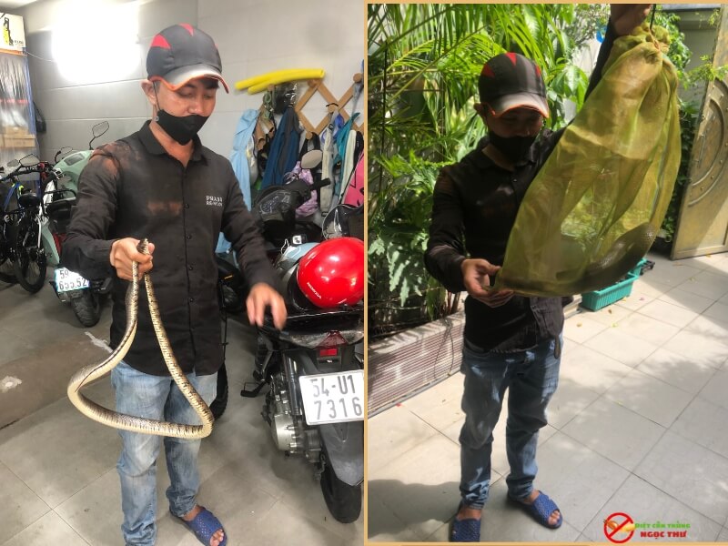 Dịch vụ bắt rắn tại tphcm Ngọc Thư
