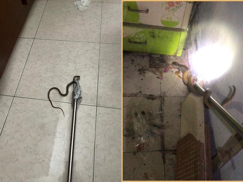 Dịch vụ bắt rắn chuyên nghiệp Ngọc Thư