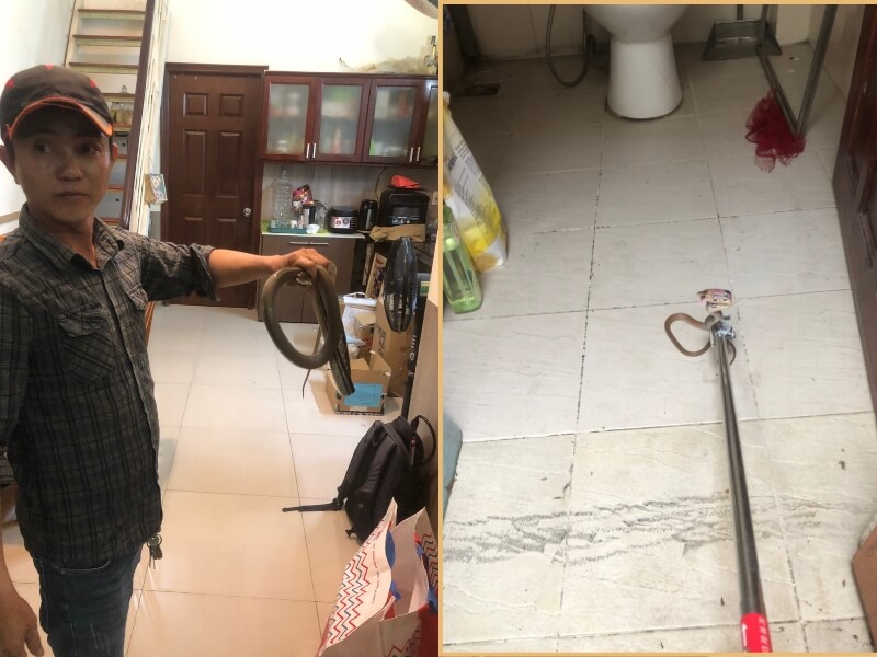 Đội ngũ nhân viên bắt rắn giàu kinh nghiệm