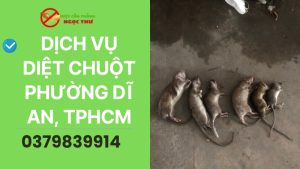 Dịch vụ diệt chuột phường Dĩ An