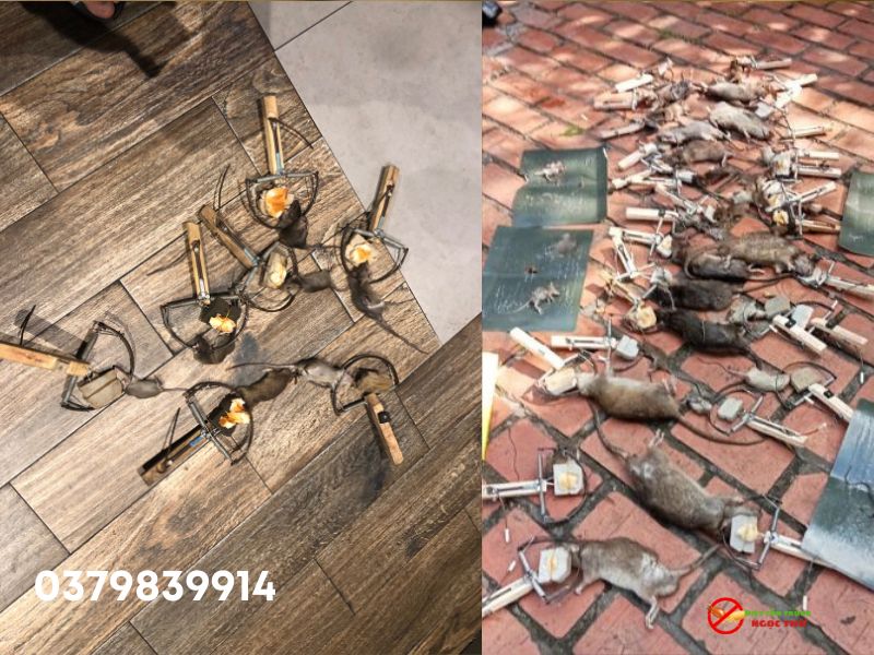 Dịch Vụ Diệt Chuột Phường Dĩ An - Giải Pháp Kiểm Soát Chuột Toàn Diện Cho Nhà Xưởng, Doanh Nghiệp 2 Dịch vụ diệt chuột phường Dĩ An và tác hại của chuột đối với doanh nghiệp