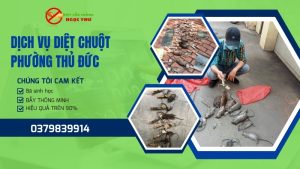 Dịch vụ diệt chuột phường Thủ Đức Ngọc Thư