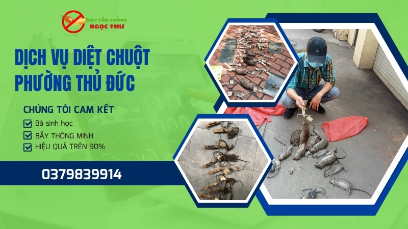 Dịch vụ diệt chuột phường Thủ Đức Ngọc Thư