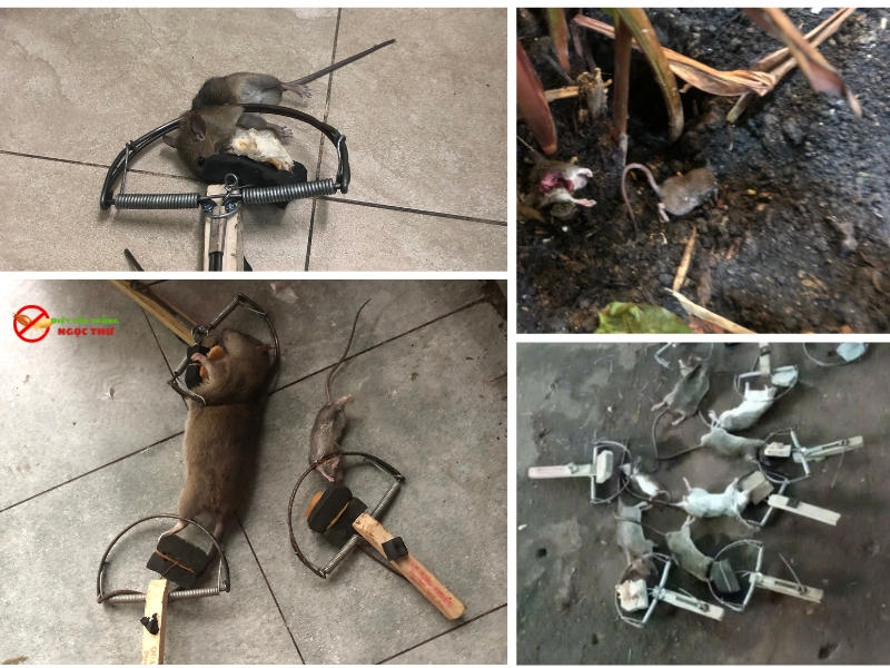 Dịch vụ diệt chuột phường Thủ Đức chuyên nghiệp, giá rẻ