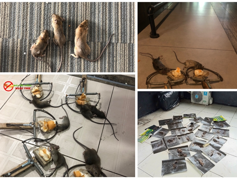 Dịch vụ diệt chuột phường Thủ Đức với hơn 15 năm kinh nghiệm