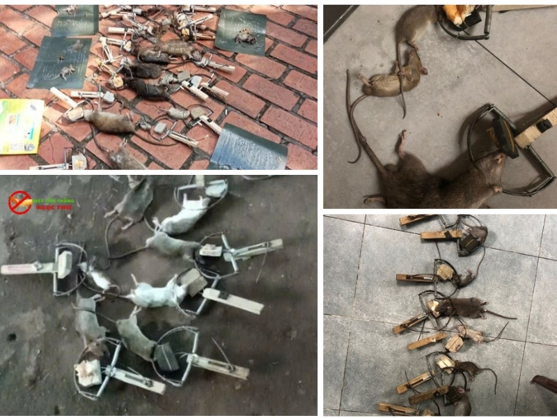 Dịch vụ diệt côn trùng phường Thủ Đức, TPHCM. Diệt côn trùng chuyên nghiệp, an toàn