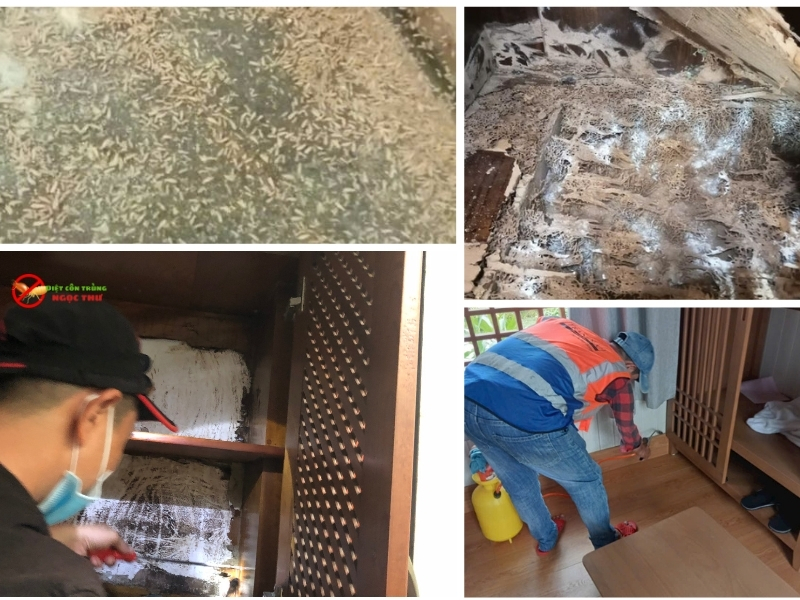 Tại sao nên chọn dịch vụ diệt côn trùng Ngọc Thư