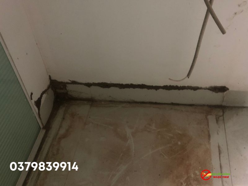 Xác định tổ mối và đường đi của mối
