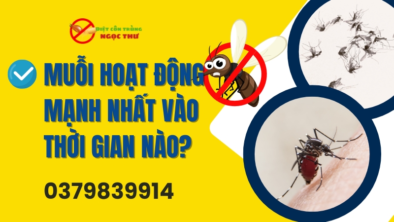 Muỗi hoạt động mạnh nhất vào thời gian nào? 1 Muỗi hoạt động mạnh nhất vào thời gian nào