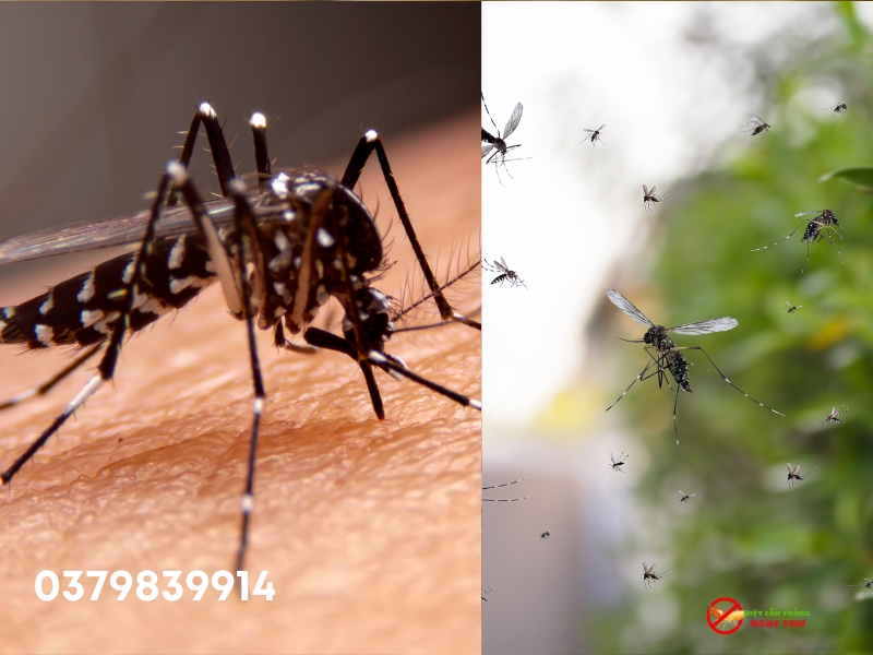 Muỗi hoạt động mạnh nhất vào thời gian nào? 3 Muỗi nhà