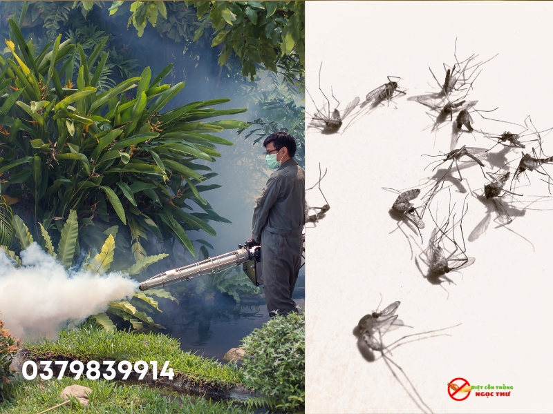 Muỗi hoạt động mạnh nhất vào thời gian nào? 2 Thời gian nào muỗi hoạt động mạnh nhất