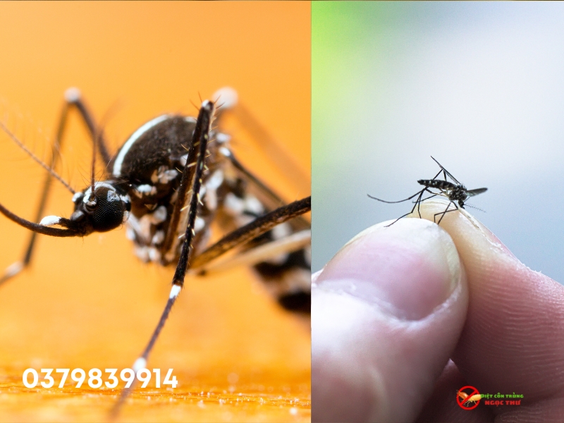 Muỗi hoạt động mạnh nhất vào thời gian nào? 4 Cơ chế sinh học của muỗi