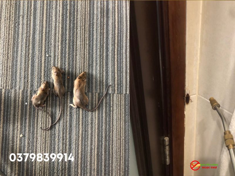 Phương Pháp IPM: Giải Pháp Diệt Côn Trùng Bền Vững Cho Doanh Nghiệp Hiện Đại 3 Kiểm soát côn trunhf bằng Phương pháp IPM  của công ty diệt côn trùng Ngọc Thư