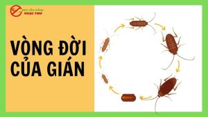 Vòng đời của gián