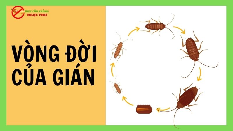 Vòng đời của gián: Từ trứng đến thành trùng 1 Vòng đời của gián