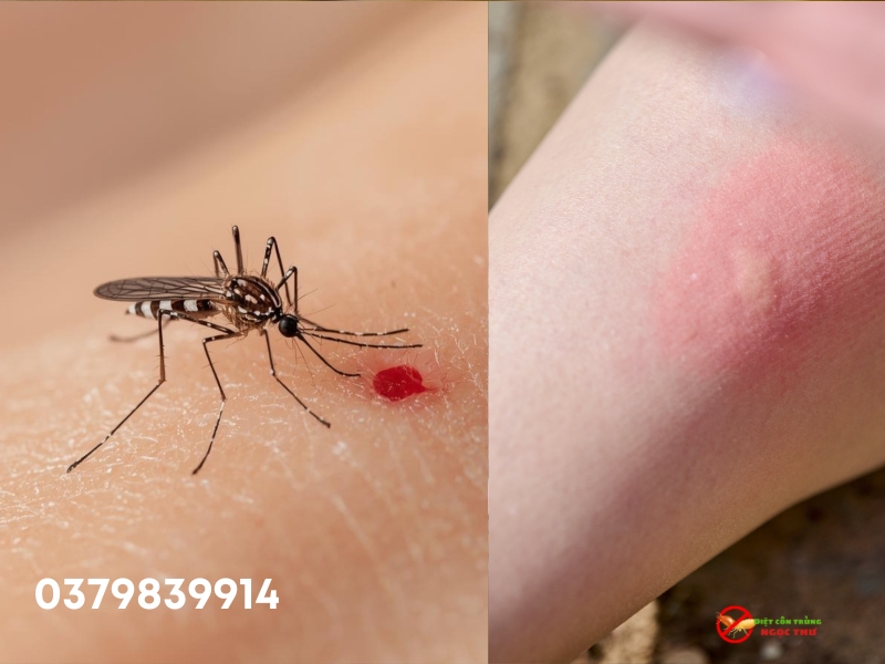 Thiệt hại do muỗi gây ra đối với cơ sở kinh doanh