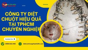 Công ty diệt chuột hiệu quả tại TPHCM Ngọc Thư