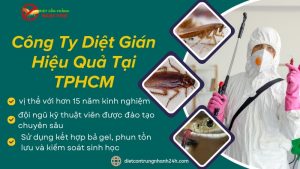 Công ty diệt gián hiệu quả tại TPHCM - Ngọc Thư