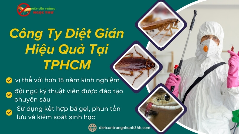 Công Ty Diệt Gián Hiệu Quả Tại TPHCM - Ngọc Thư 1 Công ty diệt gián hiệu quả tại TPHCM - Ngọc Thư