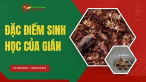 Đặc điểm sinh học của gián