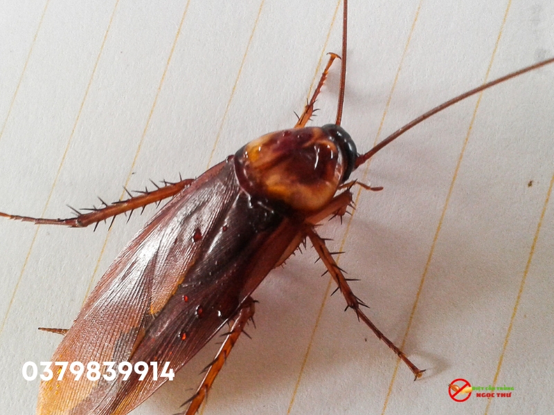 Đặc điểm sinh học của gián 