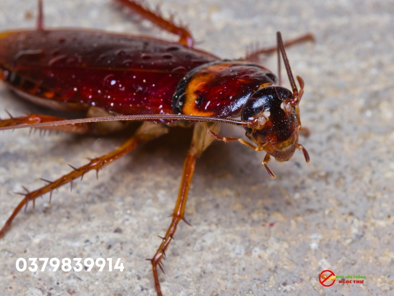 Đặc điểm sinh học của gián, cơ chế nội tại.