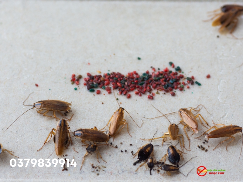 Vòng đời sinh sản của gián