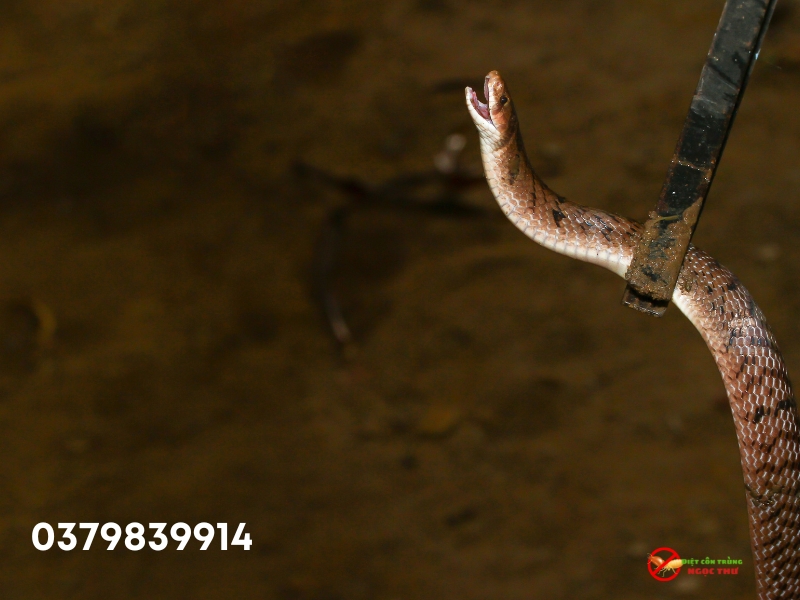 Dịch vụ bắt rắn chuyên nghiệp Ngọc Thư với đội ngũ chuyên gia nhiều năm kinh nghiệm bắt rắn