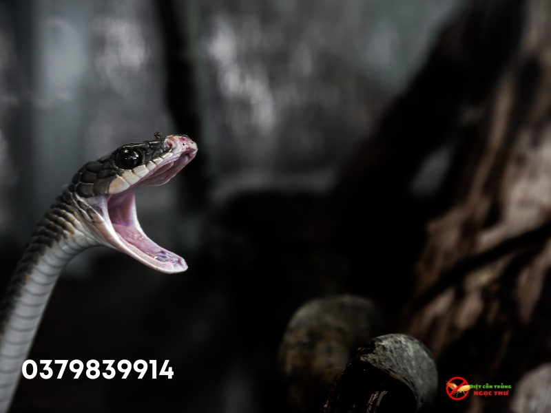 Các loài rắn thường gặp tại TPHCM