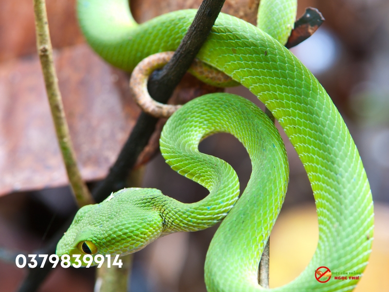 Dịch vụ bắt rắn chuyên nghiệp tại Long An, Diệt côn trùng Ngọc Thư