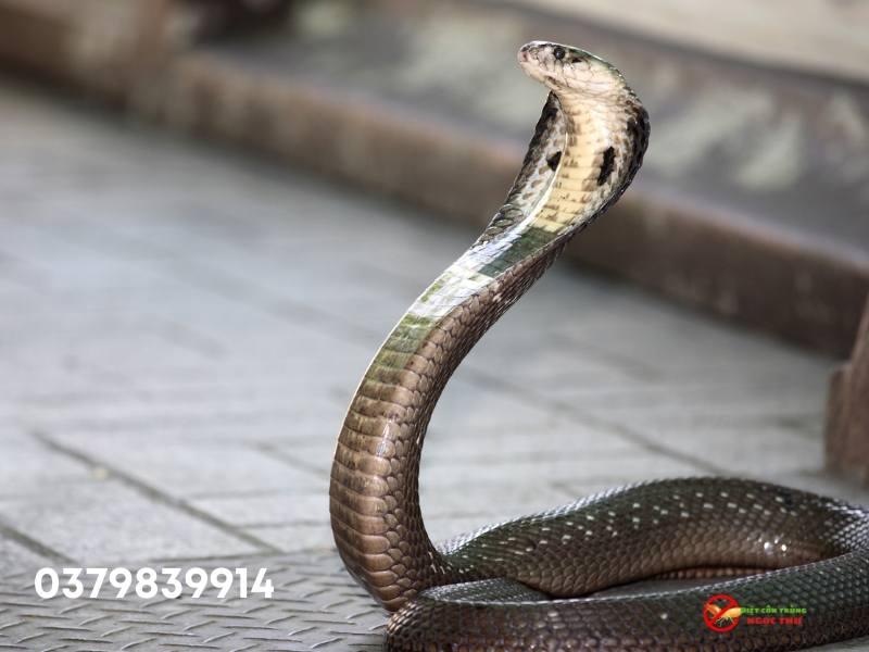 Dịch vụ bắt rắn chuyên nghiệp tại Long An