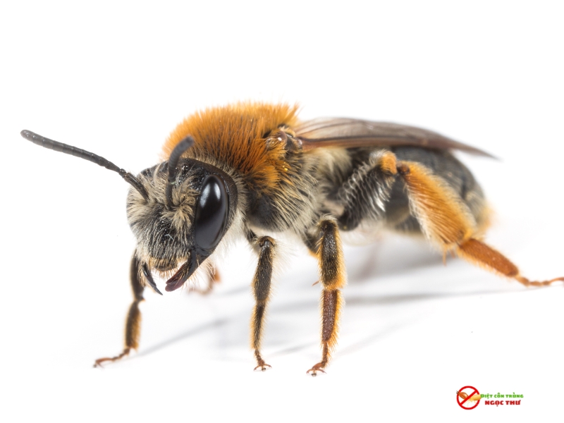 dich vu bat to ong tai tphcm 3