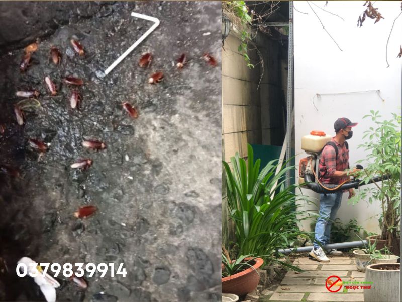 Dịch vụ diệt gián phường Dĩ An