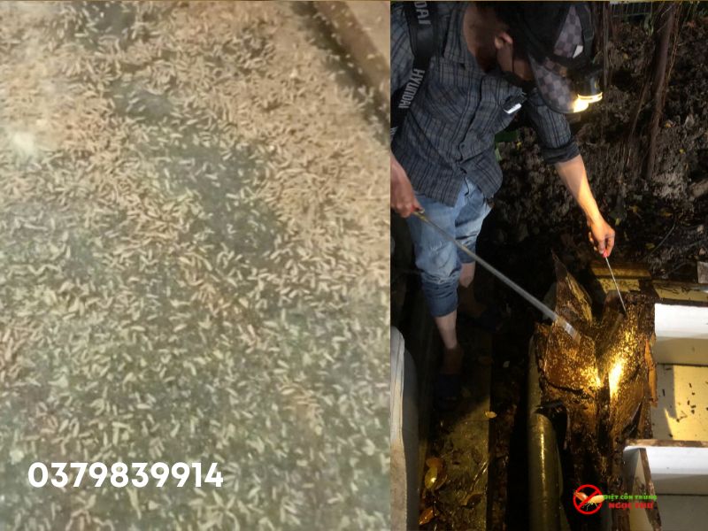 Dịch vụ diệt mối phường Dĩ An