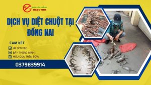 Dịch vụ diệt chuột tại Đồng Nai