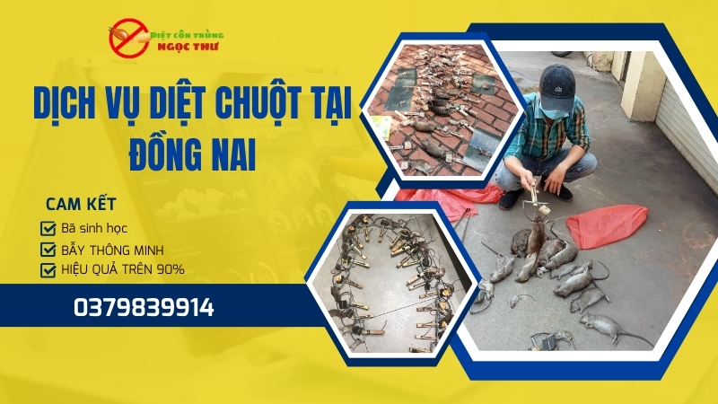 Dịch Vụ Diệt Chuột Tại Đồng Nai – Chuyên Gia Số 1 Về Diệt Chuột Cống & Chuột Nhắt 2025 1 Dịch vụ diệt chuột tại Đồng Nai
