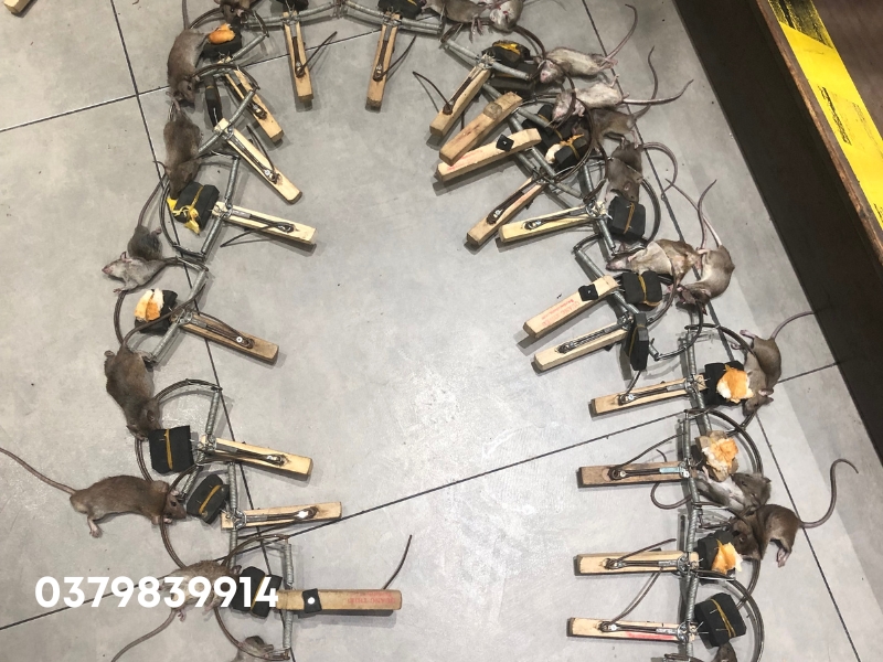 Dịch Vụ Diệt Chuột Tại Đồng Nai – Chuyên Gia Số 1 Về Diệt Chuột Cống & Chuột Nhắt 2025 2 Dịch vụ diệt chuột chuyên nghiệp tại Đồng Nai