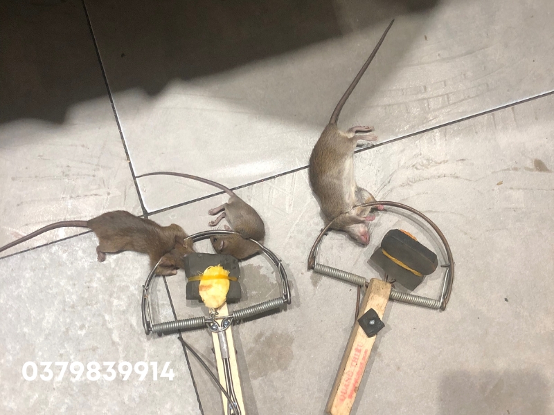 Dịch Vụ Diệt Chuột Tại Đồng Nai – Chuyên Gia Số 1 Về Diệt Chuột Cống & Chuột Nhắt 2025 4 Diệt chuột bằng bẫy bán nguyệt