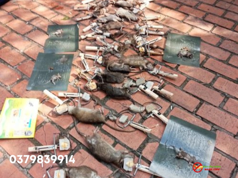 Dịch Vụ Diệt Chuột Tại Đồng Nai – Chuyên Gia Số 1 Về Diệt Chuột Cống & Chuột Nhắt 2025 3 Dịch vụ diệt chuột của dịch vụ diệt côn trùng Ngọc Thư