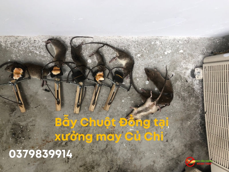 Bẫy chuột Đồng