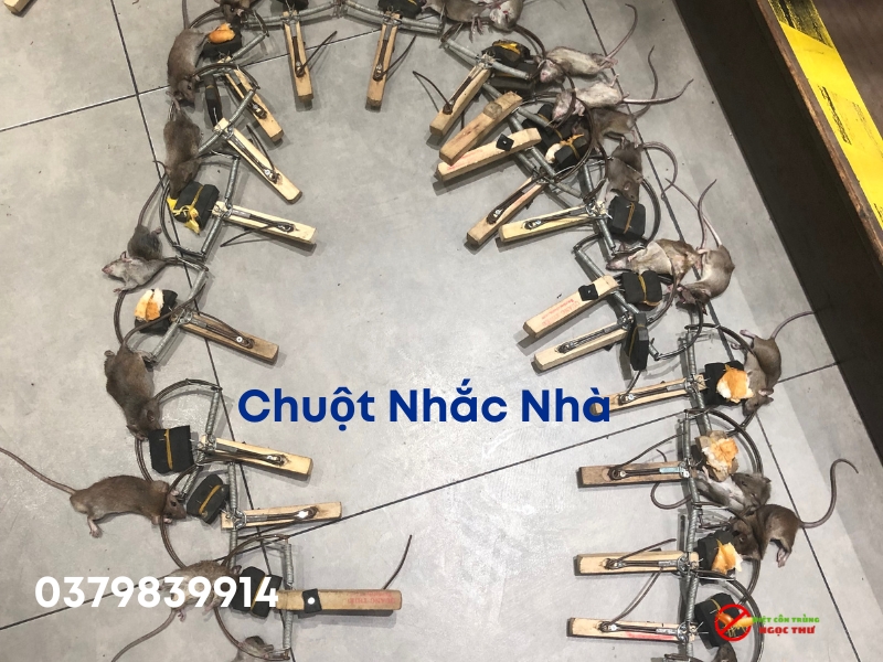Bẫy chuột Nhắc nhà