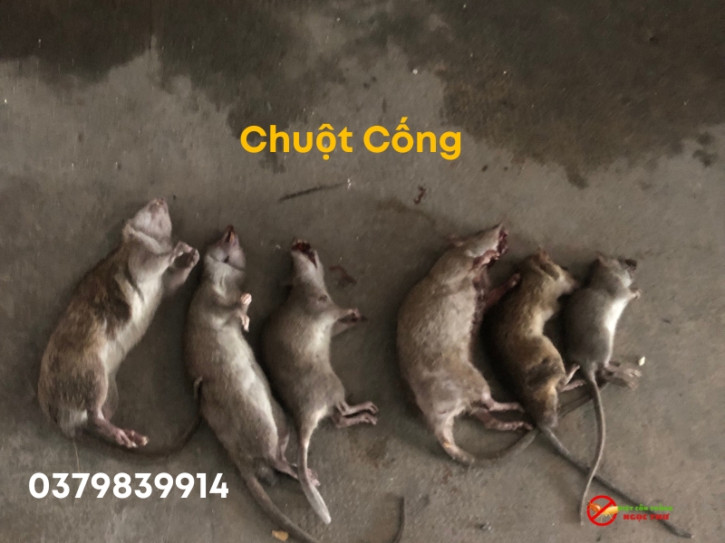 Bẫy chuột Cống