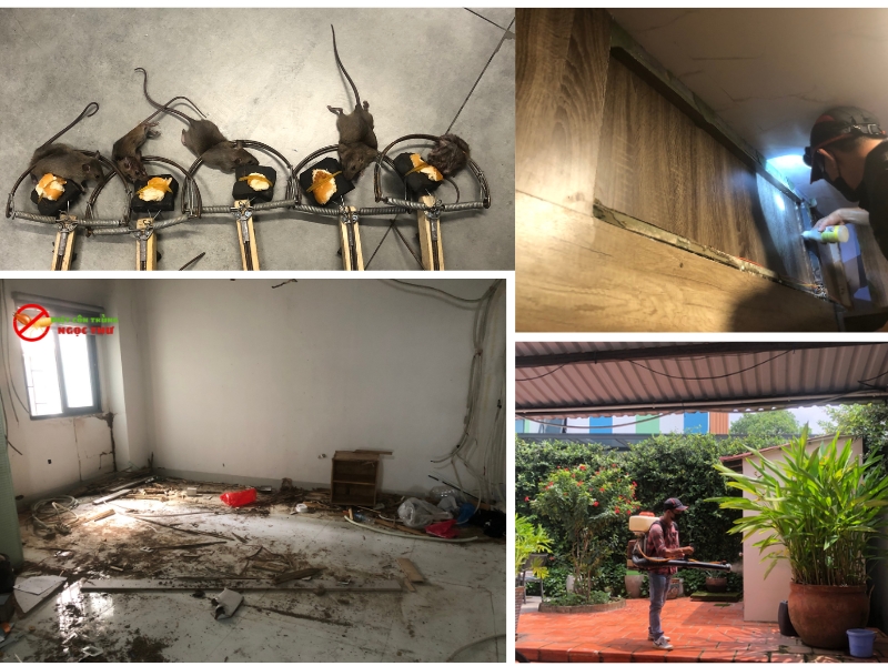 Dịch vụ diệt côn trùng tại Đồng Nai của công ty diệt côn trùng Ngọc Thư