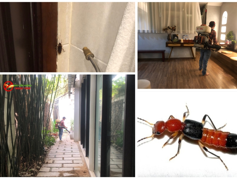 Dịch vụ diệt côn trùng Ngọc Thư chuyên xử lý đa dạng các loài côn trùng gây hại