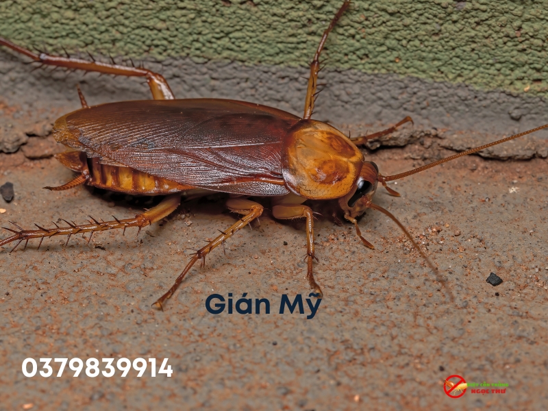 Gián Mỹ