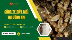 Công ty dịch vụ diệt mối tại Đồng Nai - Ngọc Thư